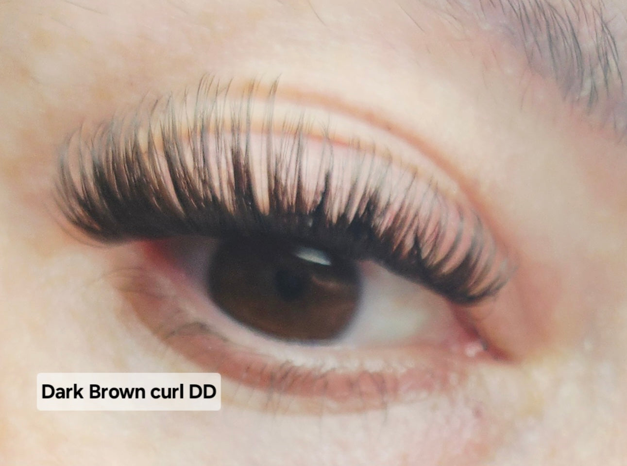 Dark Brown DD Curl Cashmere Lash Extensions – Large Tray 8–18mm by MinuLashes